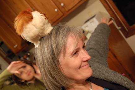 Yes, the chicken really thinks he is roosting on her head