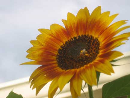 A bee enjoying the yumminess of my special sunflower